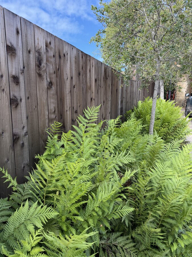 Wood board fence along a fern-lined commercial walkway in Santa Barbara